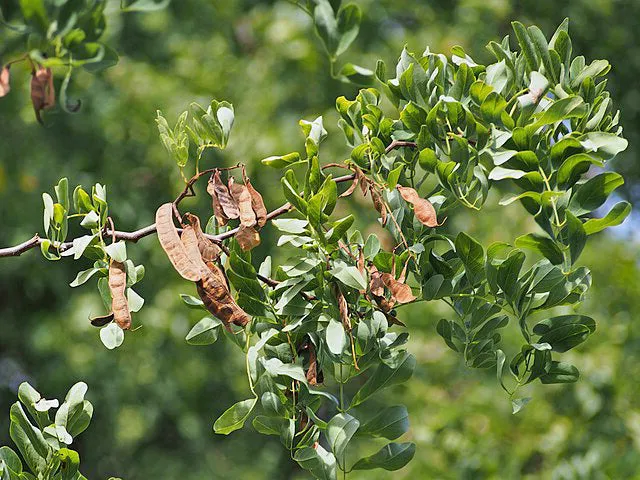 Robinia pseudoacacia | Black Locust | 100 Seeds