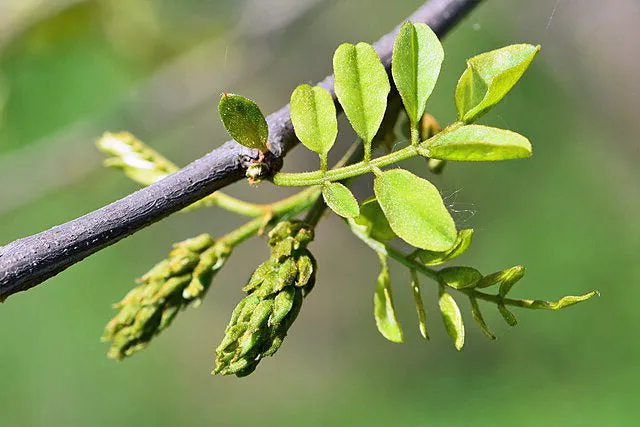 Robinia pseudoacacia | Black Locust | 100 Seeds