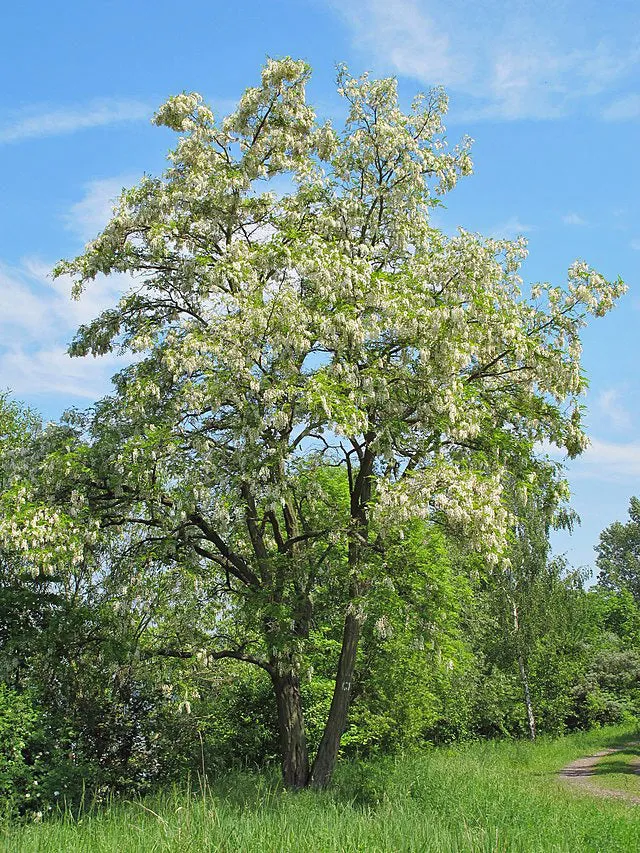 Robinia pseudoacacia | Black Locust | 100 Seeds