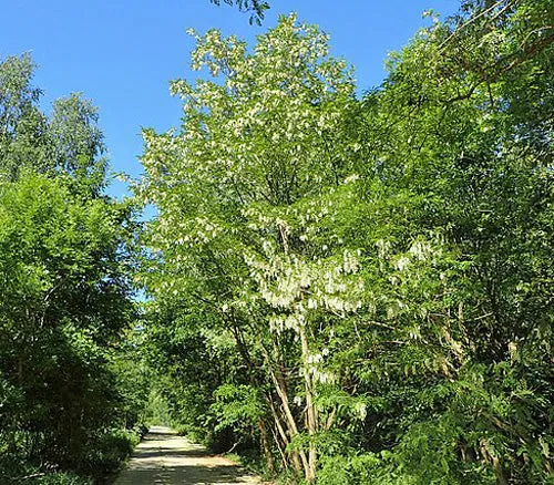 Robinia pseudoacacia | Black Locust | 100 Seeds