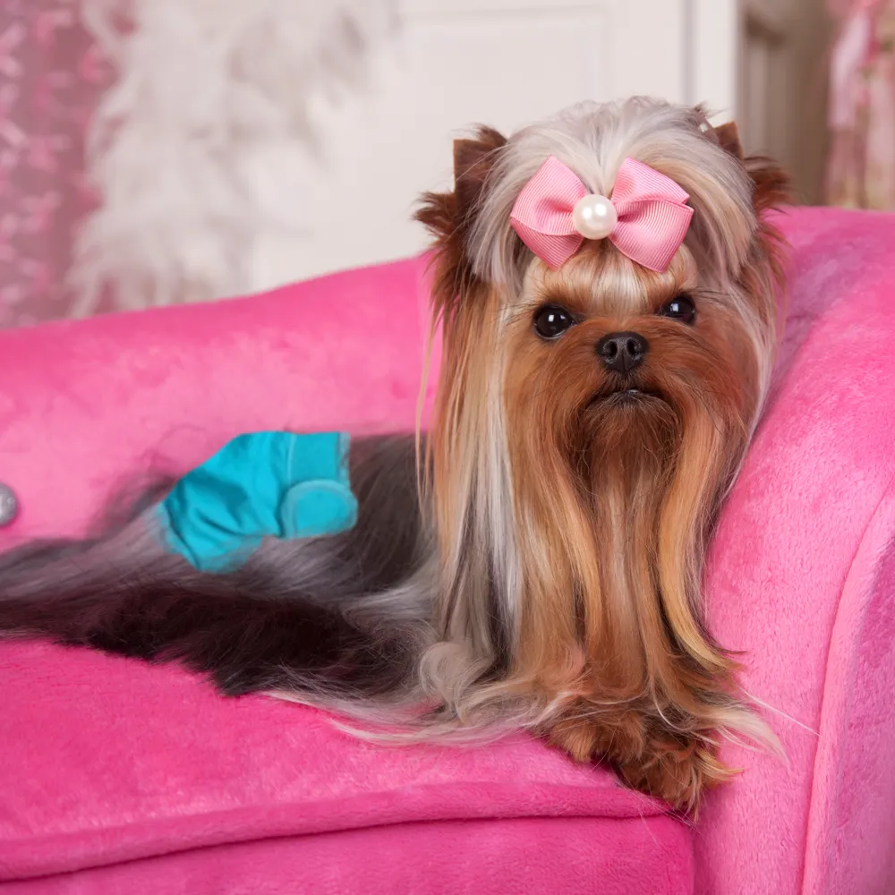 Washable Female Dog Diaper